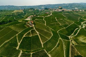 A vineyard in Barolo ( Sperss)