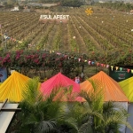 SulaFest back at Sula Vineyards in February 2025 after 5-year Gap