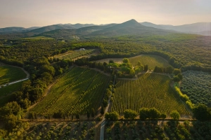 The Bolgheri Territory