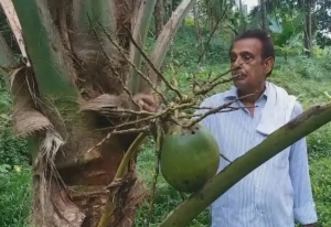 And now India’s first Coconut wine from Kerala